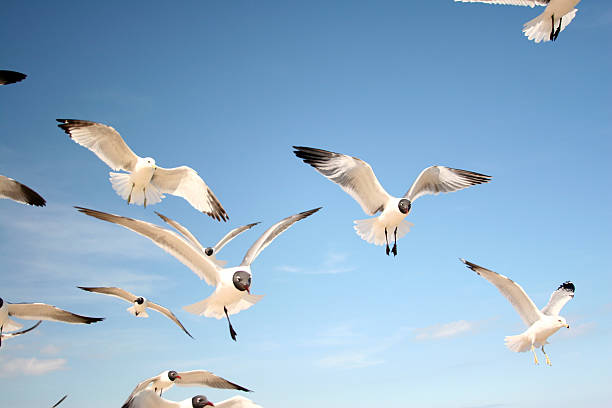 Seagulls in the Sun stock photo