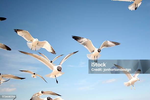 Seagulls In The Sun Stock Photo - Download Image Now - Wilmington - City Of Los Angeles, Wilmington - Delaware, Wilmington - North Carolina