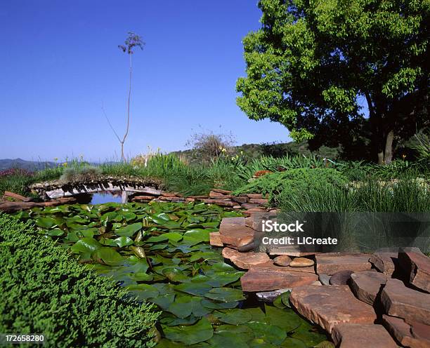 Nenúfar Cheia Pond - Fotografias de stock e mais imagens de Ajardinado - Ajardinado, Ao Ar Livre, Azul