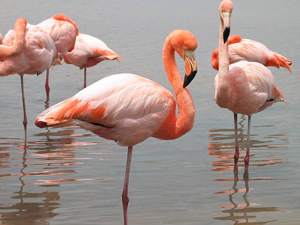 Flamants roses sur les îles Galapagos - Photo