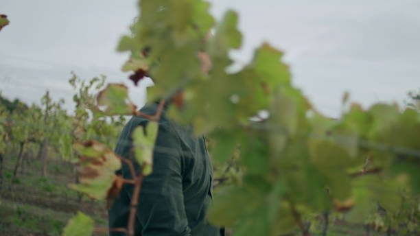 Senior Man In Work Overalls And Hat Inspecting Vineyard With Magnifying Glass, Closely Examining Grapevines And Leaves Under Bright Daylight, Representing Careful Agricultural Work And Crop Monitoring.