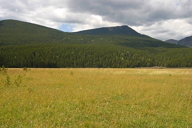 Field of Dreams stock photo