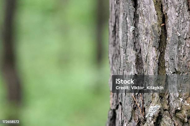 Madeira De Casca - Fotografias de stock e mais imagens de Abstrato - Abstrato, Casca de fruta, Casca de árvore