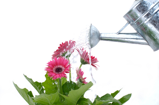 watering can sprays daisies against white background.flowers lightbox