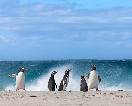Three Magellanic Penguins, Spheniscus magellanicus, and two Gentoo Penguins, Pygoscelis papua, on a sandy beach with splash from a crashing wave behond them. Bleaker Island, Falkland Islands