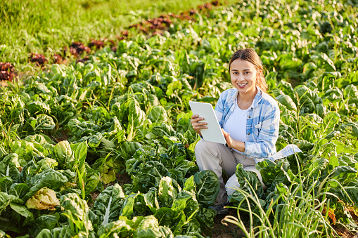 Young woman examining ecological vegetables with a digital tablet in the agricultural field. Concept of technology in the field