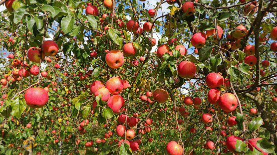 ripe apples hanging on branch