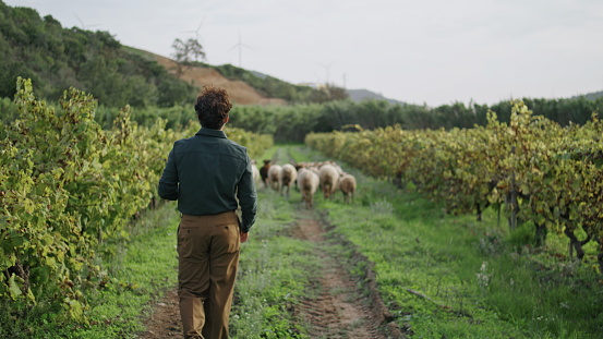 Young italian farmer walking grape plantation following sheep flock running on road. Relaxed winegrower looking on rows yellow grapevine after harvesting cloudy autumn day. Wine growing concept.