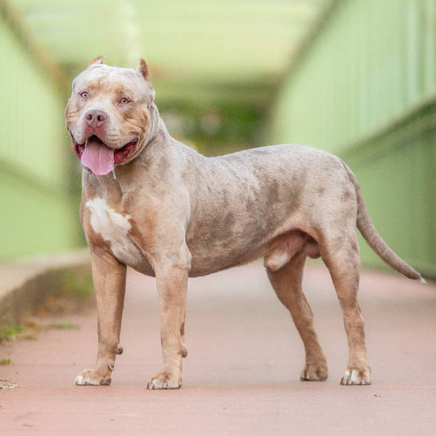 istock An american bully XL dog in nature 1726591949