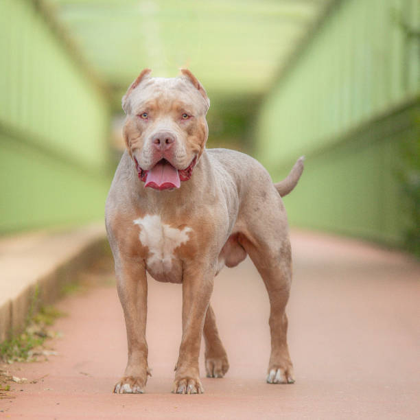 istock An american bully XL dog in nature 1726591953