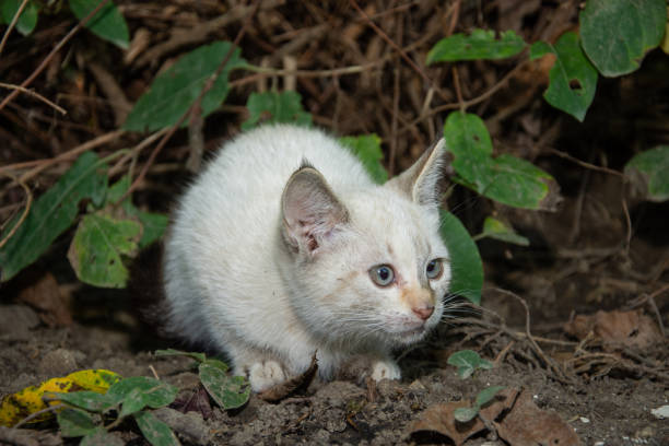 istock a white cat in the garden 1726592505