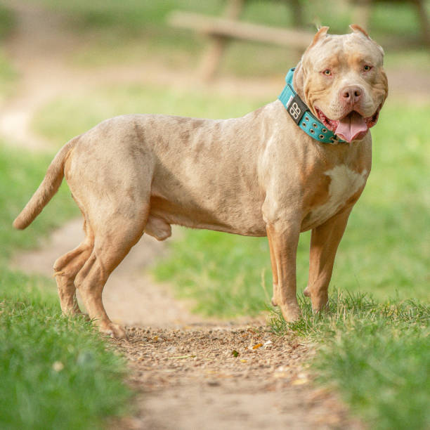 istock An american bully XL dog in nature 1726593679