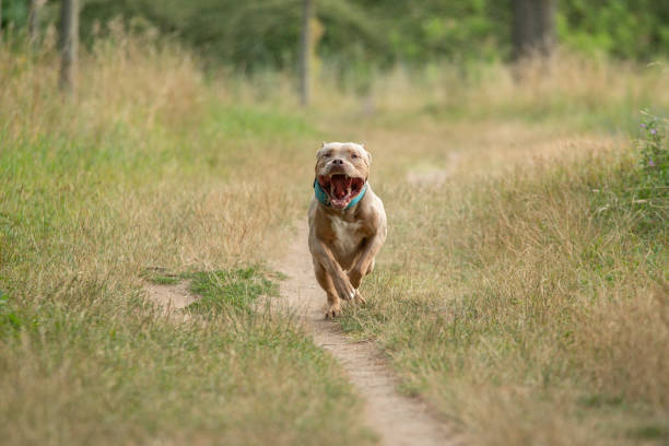 istock An american bully XL dog in nature 1726594213