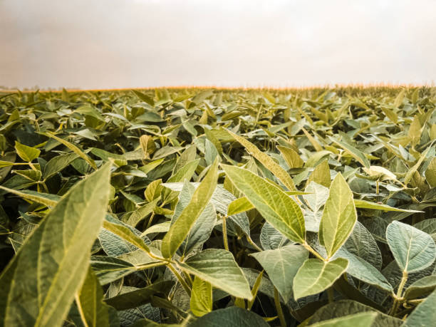 campo agricolo di soia verde all'alba - corn crop corn spring field foto e immagini stock