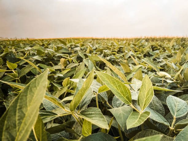 зеленое соевое сельскохозяйственное поле на рассвете - corn crop corn spring field стоковые фото и изображения