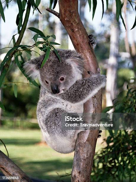 Foto de Urso Coala Australiano e mais fotos de stock de Coala - Coala, Abaixo, Animal