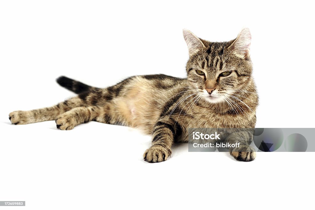 full content tiger stripe cat on white background Domestic Cat Stock Photo