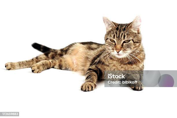 Full Content Stock Photo - Download Image Now - Domestic Cat, Lying Down, Cut Out