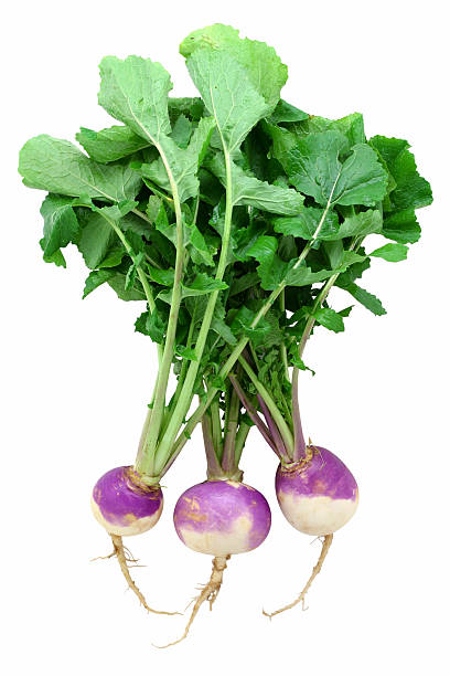 A bunch of raw turnips with leaves stock photo