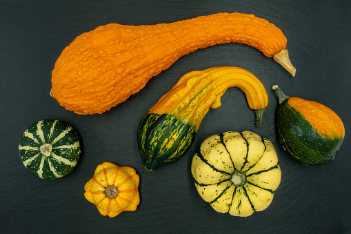 Decorative pumpkins on a black background. The fall harvest is ready for Halloween.