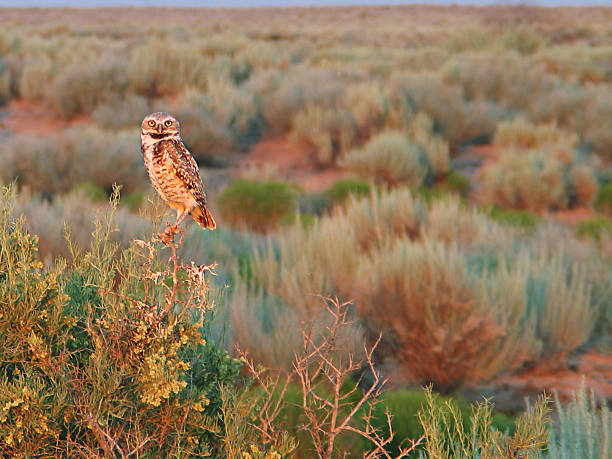 Burrowing Owl A burrowing owl in the New Mexico desert. (The actual size of just the owl burrowing owl stock pictures, royalty-free photos & images