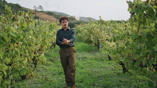 istock Man going vineyard rows looking grape bushes on harvesting. Farmer inspecting 1726603424