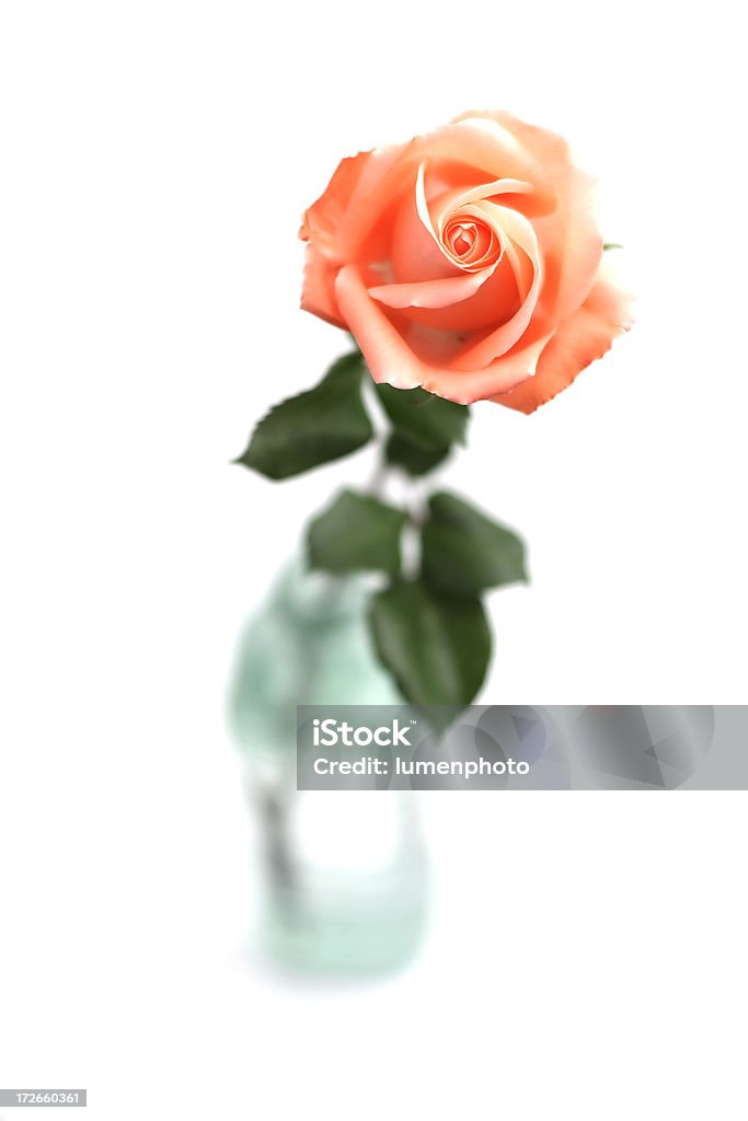 Rosard - 植物 バラのロイヤリティフリーストックフォト