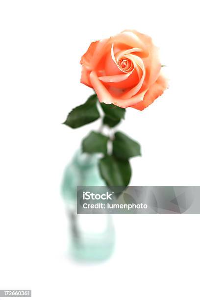 Rosard 꽃병에 대한 스톡 사진 및 기타 이미지 - 꽃병, 장미, 0명
