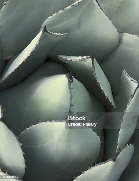Agave Stock Photo - Download Image Now - Agave Plant, Photography, Alcohol - Drink