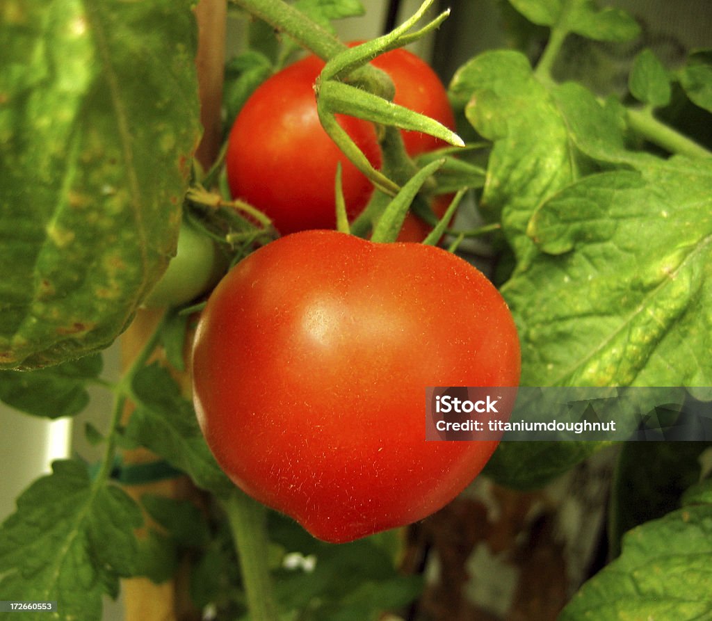 Trepadeira tomates frescos - Foto de stock de Canteiro de Flores royalty-free