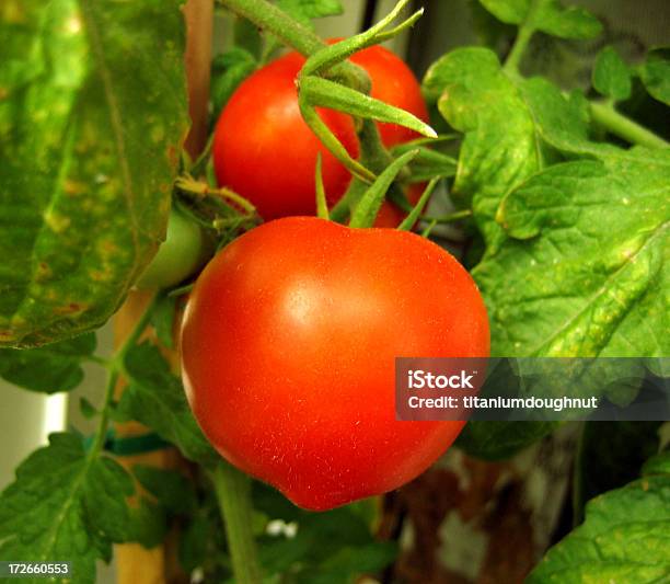 Foto de Trepadeira Tomates Frescos e mais fotos de stock de Canteiro de Flores - Canteiro de Flores, Horta, Tomate