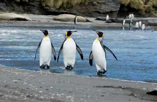 Three king penguins emerge from the ocean