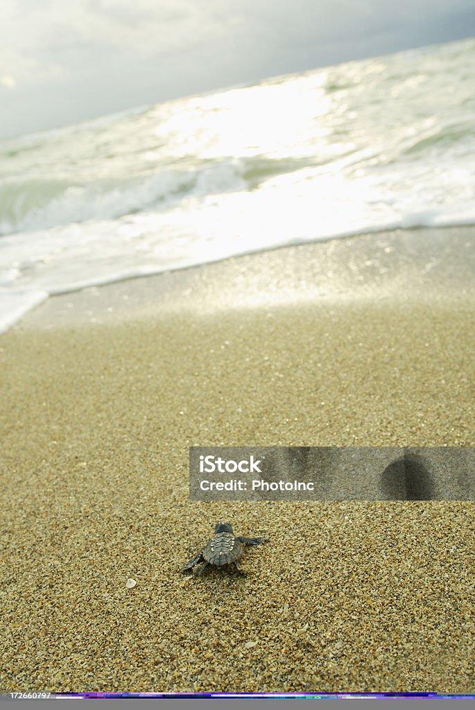 Baby Żółwiowy - Zbiór zdjęć royalty-free (Żółw morski)
