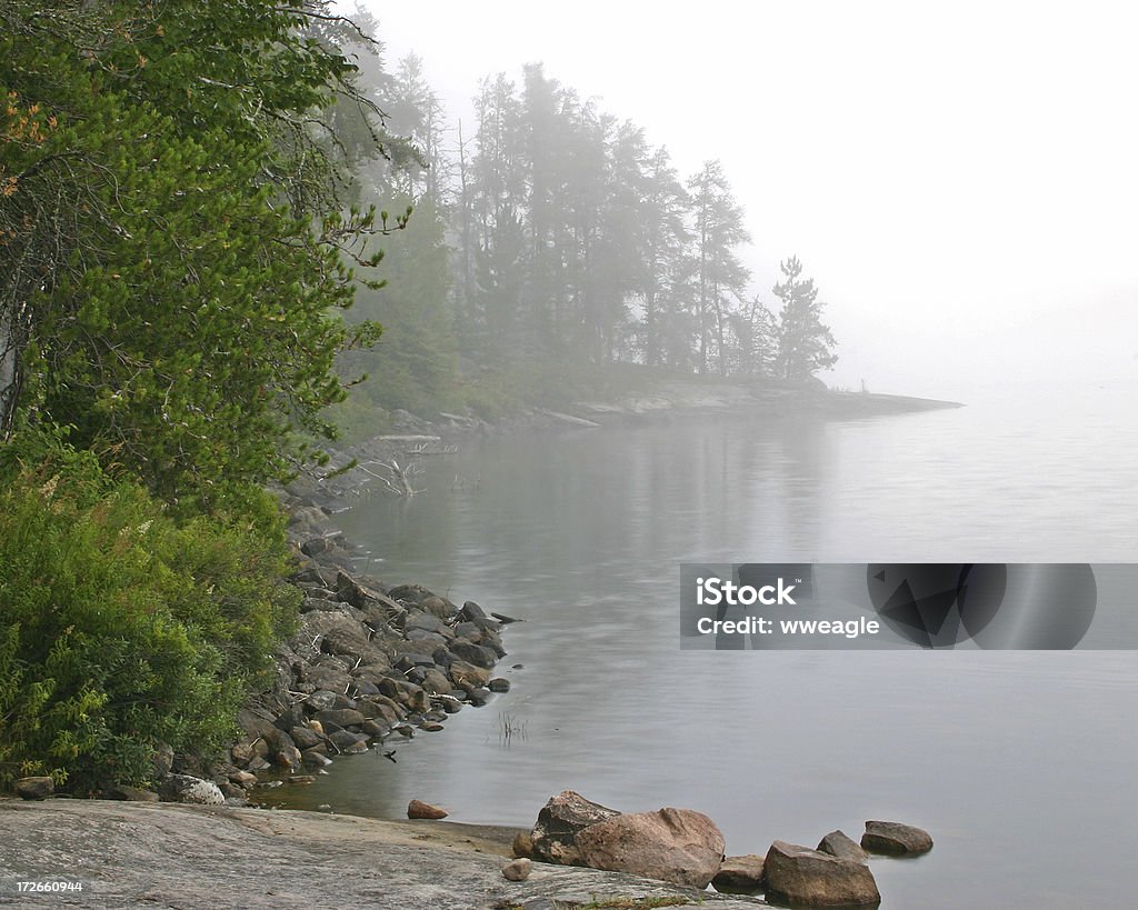 Misty matin - Photo de Arbre libre de droits