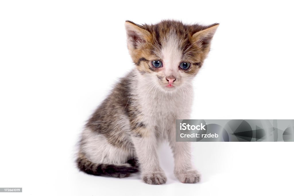 Estoy muy Veeeery Lonley Cat - Foto de stock de Gato doméstico libre de derechos