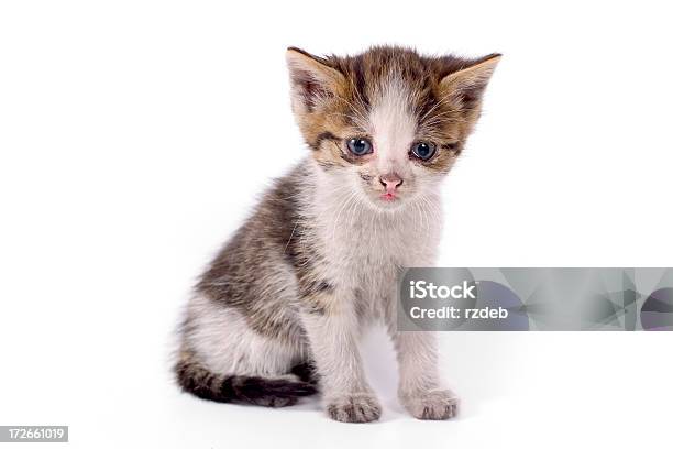 Estoy Muy Veeeery Lonley Cat Foto de stock y más banco de imágenes de Gato doméstico - Gato doméstico, Tristeza, Fondo blanco