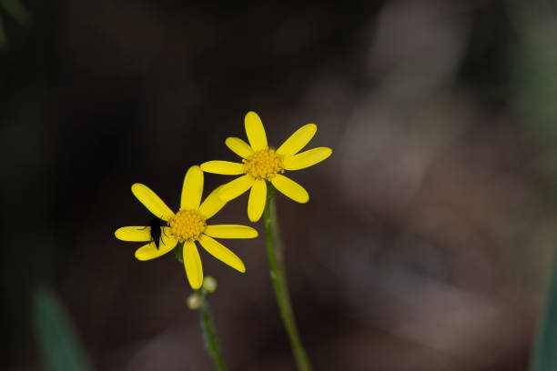 Senecio vernalis summer flowers in the forest, Turkey.