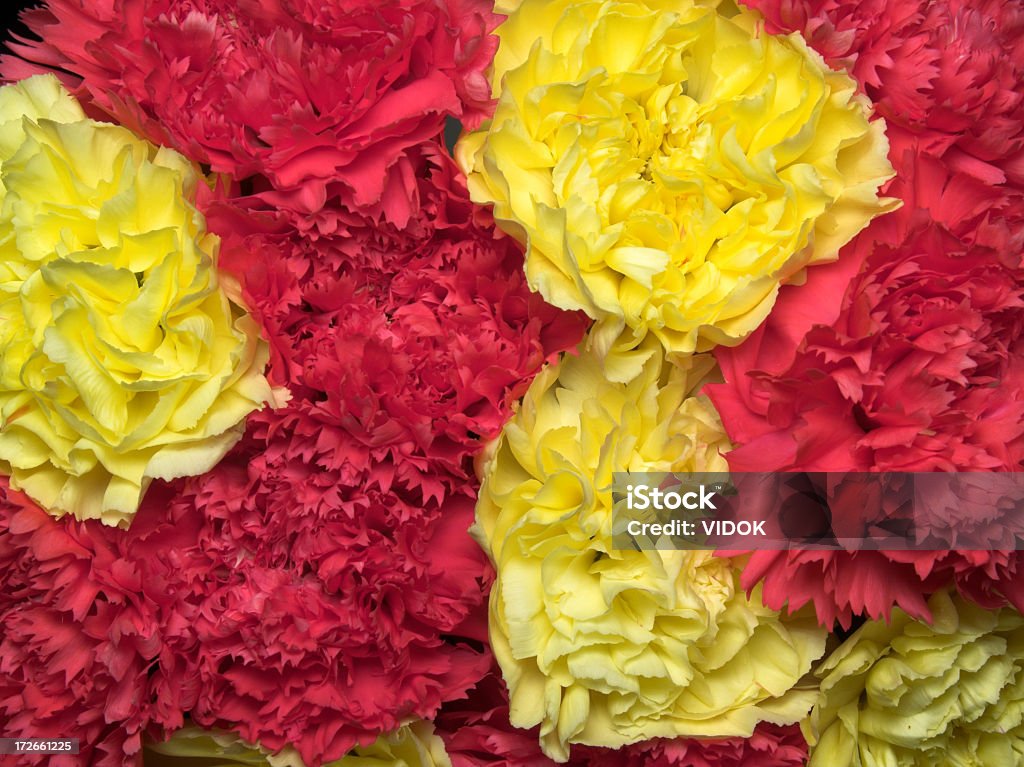 flores - Foto de stock de Amarillo - Color libre de derechos