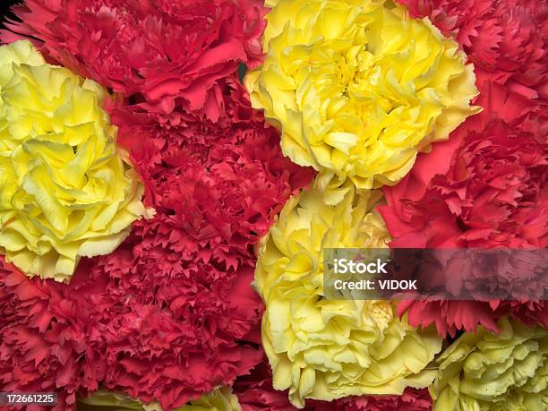 Flores Foto de stock y más banco de imágenes de Amarillo - Color - Amarillo - Color, Belleza, Belleza de la naturaleza