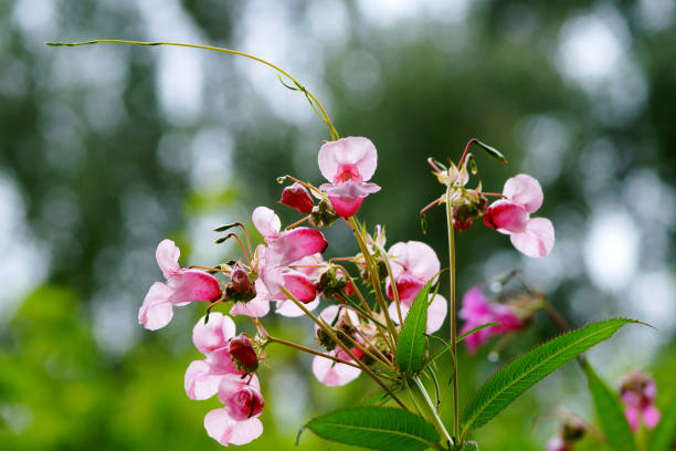 Bálsamo de jardim ( impatiens balsamina). N 1º. - foto de acervo