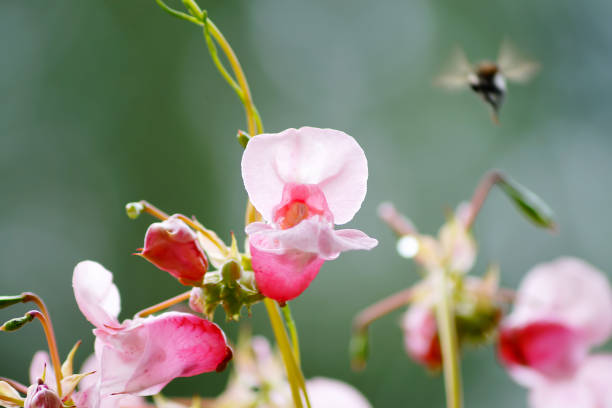 Balsamo da giardino ( impatiens balsamina). N 2. - foto stock