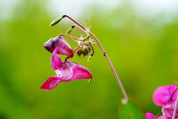 Bálsamo de jardim ( impatiens balsamina). N 4º. - foto de acervo