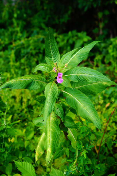 Balsamo da giardino ( impatiens balsamina). N 7. - foto stock