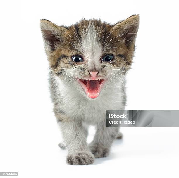 Foto de Im Bad e mais fotos de stock de Fundo Branco - Fundo Branco, Gato doméstico, Raiva - Emoção negativa