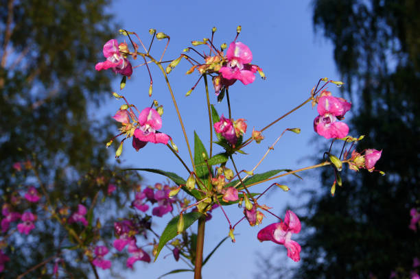 Balsamo da giardino ( impatiens balsamina). N 11. - foto stock