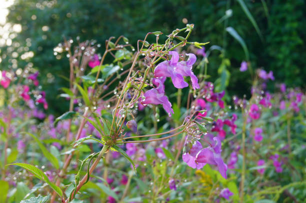 Balsamo da giardino ( impatiens balsamina). N 12. - foto stock