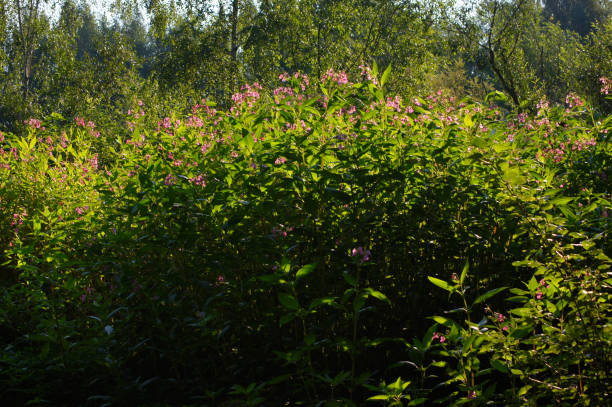 Balsamo da giardino ( impatiens balsamina). N 8. - foto stock