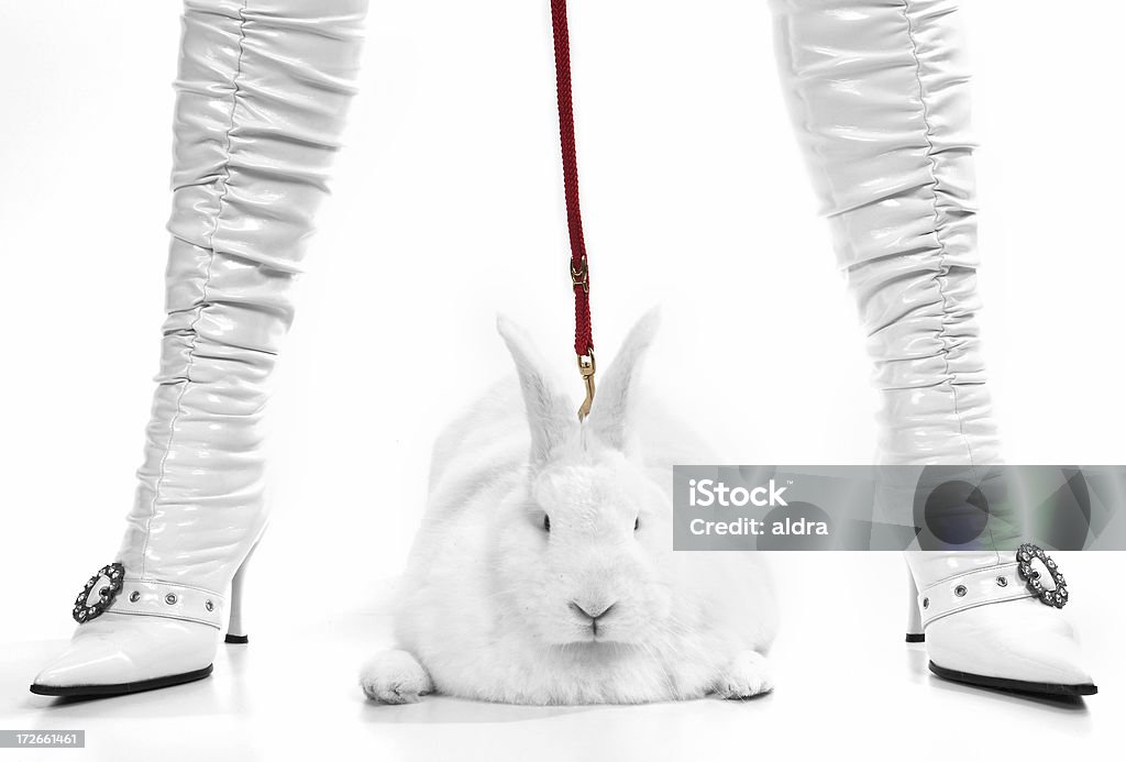 Ямка бык Bunny - Стоковые фото Люди роялти-фри