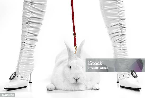Ямка Бык Bunny — стоковые фотографии и другие картинки Люди - Люди, Американские кролики, Белый