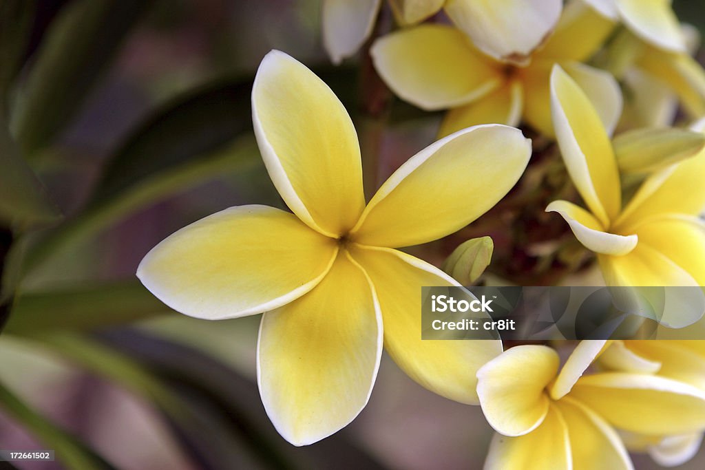 Plumeria （フランジパニ)フラワーアゲインスト、backfround 緑 - ハワイ諸島のロイヤリティフリーストックフォト